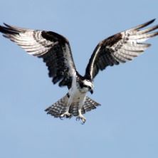 Birds Icon