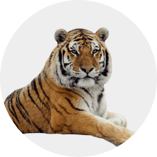 Exotic Icon