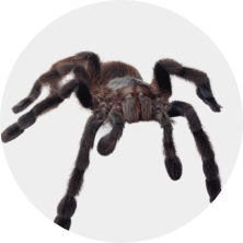 Insects Icon